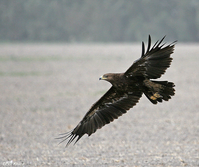 עיט צפרדעים  Greater Spotted Eagle   Aquila clanga        עמק בית שאן,דצמבר 2008,צלם:ליאור כסלו